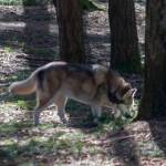 A husky explores part of the newly expanded area.
