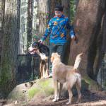 Molly Hetherwick /Kitsap News Group photos
Loki, an 11-month-old greater Swiss mountain dog, left, plays with Hank, a first-generation labradoodle.