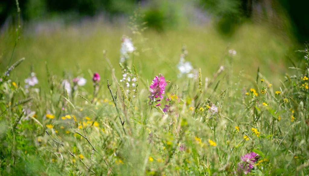 Native flowers dance in the sunshine at Bloedel Reserve. Erin Fisher photo / courtesy Bloedel Reserve