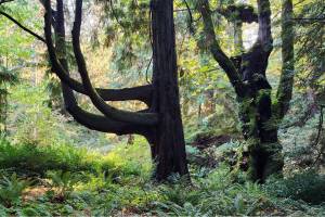 Bloedel Reserves forest management plan includes removing invasive species, thinning thoughtfully, and adding native plant species. Sam Olbekson photo / courtesy Bloedel Reserve