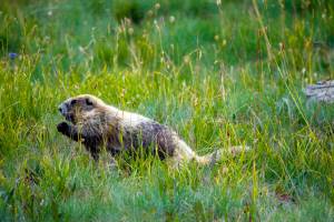 Marmot Monitoring Survey at Hurricane Hill. Kiley Barbero photo