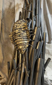 Isopoda, by Matthew Berger