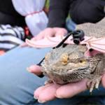Many at the festival came in costume, including Ivye Mackays pet lizard Ula.