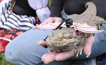 Many at the festival came in costume, including Ivye Mackays pet lizard Ula.