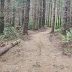 Tyler Shuey/Kitsap News Group photos
The start of the new Stottlemeyer trailhead at Port Gamble Forest Heritage Park.