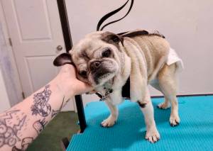 Alecka Hattis courtesy photos
A regular pup client gets some loving pets from Shampoodle NW owner Alecka Hattis.