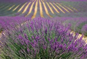 Olalla Lavender Festival courtesy photo
Lavenders usefulness lies far beyond its pretty purple color found in fields like this.