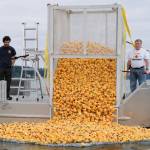 The annual Silverdale Rotary Duck Race puts a bow on Whaling Days July 28.