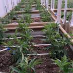 Noo-Kayet Investments courtesy photos
Ascension Craft Cannabis is one of only a handful of growing operations owned by a tribal entity in Washington state.