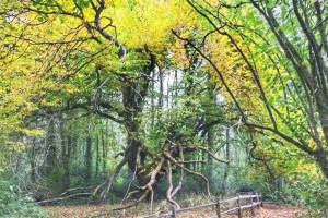 City of Poulsbo courtesy photo
An American Elm tree at Poulsbos Fish Park.