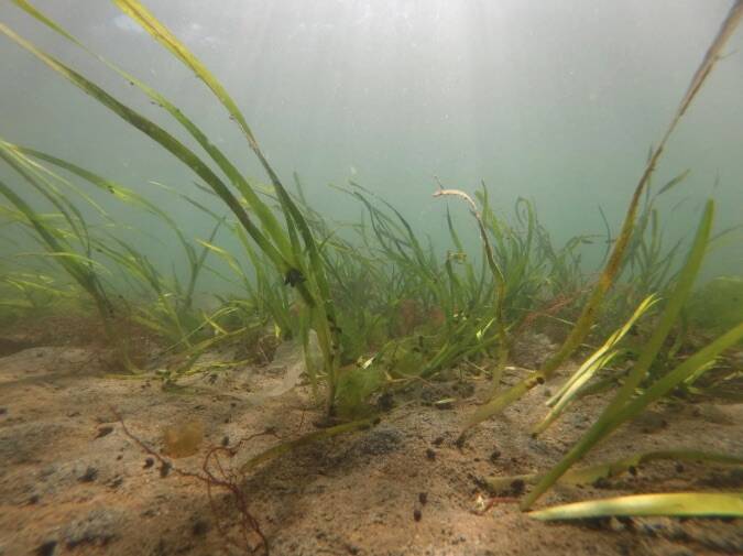 DNR courtesy photo
Eelgrass in Puget Sound.