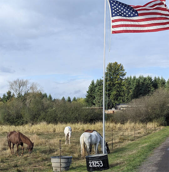 Horses graze near a flag at the farm.