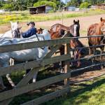 Horses gather near a gate at the sanctuary farm.