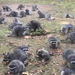 KCSO courtesy photos
Some of the raccoons that surrounded the womans North Kitsap home.