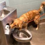Andy sniffs around a toilet for drugs.
