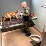 Mike De Felice/Kitsap News Group
Corrections officer Paul Haney and yellow lab George search for drugs in a cell in the Kitsap County Jail in Port Orchard.