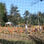 Suyematsu Farm grows pumpkins and other fruits and vegetables.