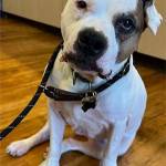 Meatball has been a big hit at the home for veterans.