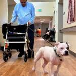 Lou White takes Meatball for a walk inside the halls of the nursing home for veterans.