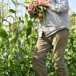 File photos
Brian MacWhorter picks corn from his patch at Suyematsu Farm.