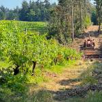 A tractor on the farm trail adjacent to the Suyematsu Farm grape vines.