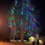 Tracyton Community Library courtesy photos
The 121-foot Douglas fir has long claimed to be one of the tallest Christmas trees in the country.