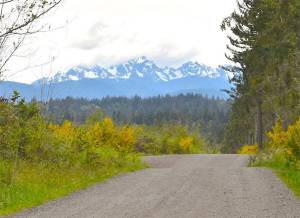GPC courtesy photo
A look at the Olympic mountains from an area of the newly purchased property by the Great Peninsula Conservancy.