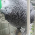Zaire, an African grey parrot who has been in the sanctuary since 2012.