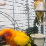 Buttercup and Kiwi, two sun conures, are also residents of the sanctuary.