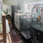 Todd Penland courtesy photos
The sanctuary contains numerous parrots.