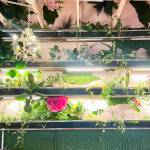 Britney Fletcher-West/ Kitsap News Group photos
The hydroponic garden includes pothos, monstera, and snake plants.