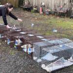 Kitsap Humane Society courtesy photos
During peak breeding season in spring and summer, calls about kittens and growing colonies surge. Community cats cluster in areas where food and shelter are available.