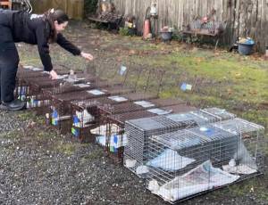 Kitsap Humane Society courtesy photos
During peak breeding season in spring and summer, calls about kittens and growing colonies surge. Community cats cluster in areas where food and shelter are available.