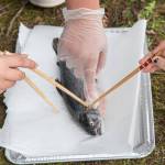 Chopsticks were used to point to the different parts of the anatomy.