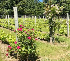 Perennial Vintners courtesy photos
The vineyard on Bainbridge Island in springtime.