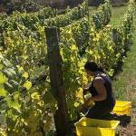 Serena Roberge-Gordon harvesting at the vineyard.