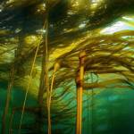 NW Fisheries Commission courtesy photo
Bull kelp