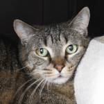Molly Hetherwick/Kitsap News Group photos
Frankie the tabby cat gazes out from a cubby at PAWS on Bainbridge Island.