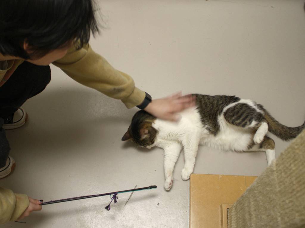 Ali Mauer, youth volunteer, plays with Charlie.