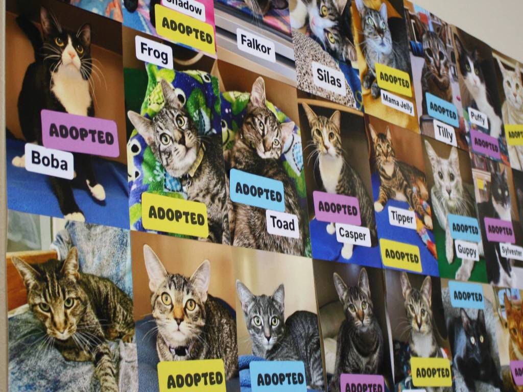 A wall of cats who have been adopted.