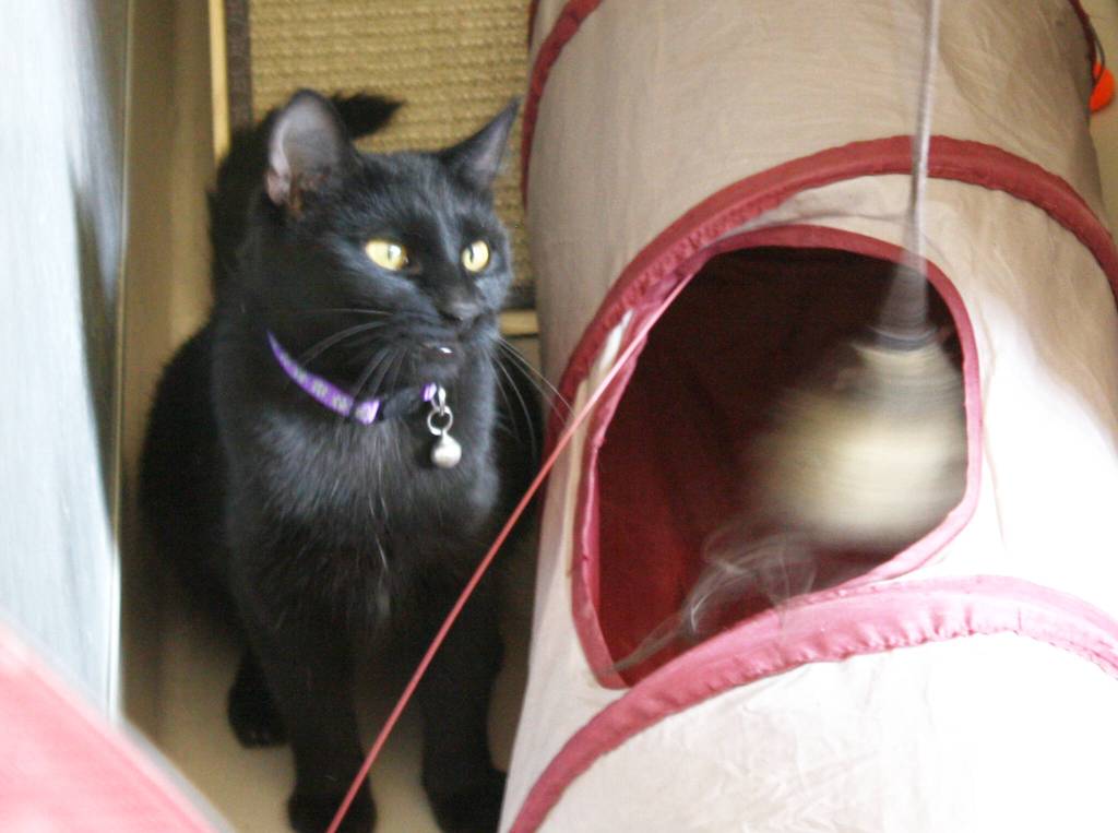 A youth volunteer waves a wand toy for Kevin, a black female cat.
