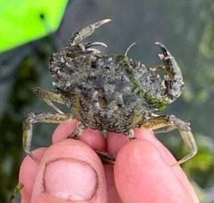 DFW courtesy photo
An invasive European green crab caught by WDFW in Races Cove near Hansville May 20.