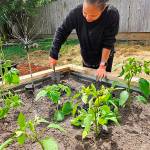 Stephanie McDaniels works in the newly installed Garden of Hope at the Pacific Building shelter in Port Orchard.