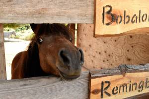 Katrina Daroff/Kitsap News Group photos
Hudson, a new arrival at Tonis Ponies, comes over to say hello.