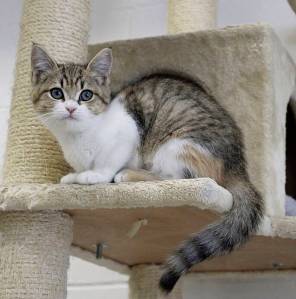 Dani Crossen/Kitsap News Group photos
Felines at Ziggys Cat Lounge in Bremerton.