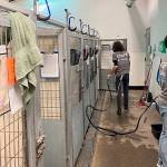 Improvements to kennels, including replacing wire doors with glass windows, are designed to make shelter dogs more comfortable.