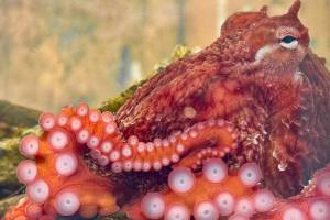 SEA Discovery Center courtesy photo
Klahanie, a young Giant Pacific octopus, will live in downtown Poulsbos SEA Discovery Center aquarium for about two years.