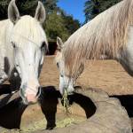 Molly Hetherwick/Kitsap News Group photos
Two horses enjoy some hay at Lazy K Stables in Burley.