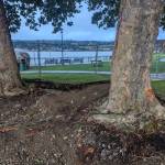 The two other London Plane trees were recently removed from the park.