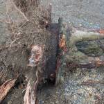 Poulsbo Parks & Recreation courtesy photos
The tree that fell at Muriel Iverson Williams Waterfront Park Sept. 30 was significantly root-bound, having grown into and around the aged concrete pad over the past 40-plus years, the city arborist determined.